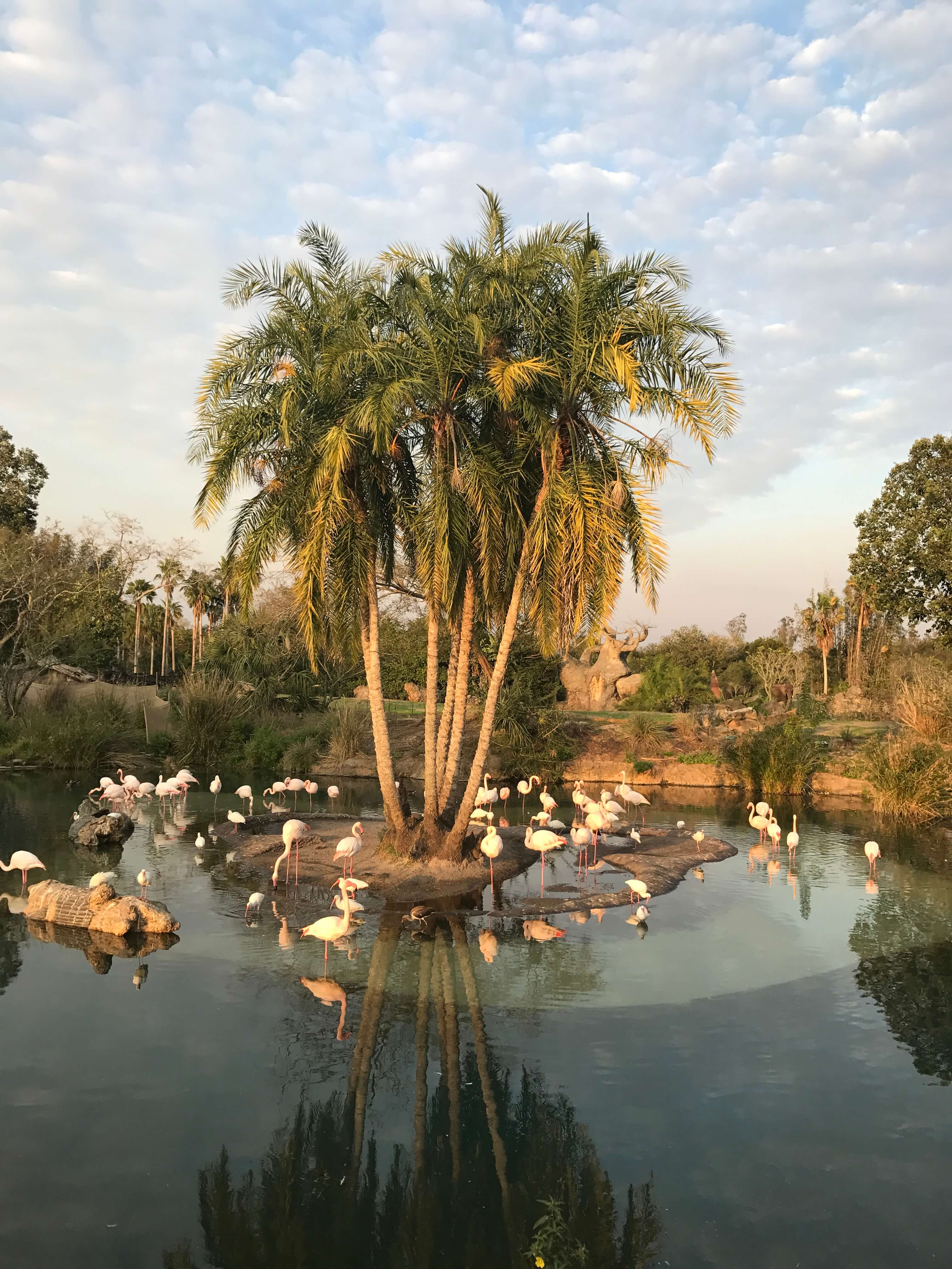 Flamingos Safari