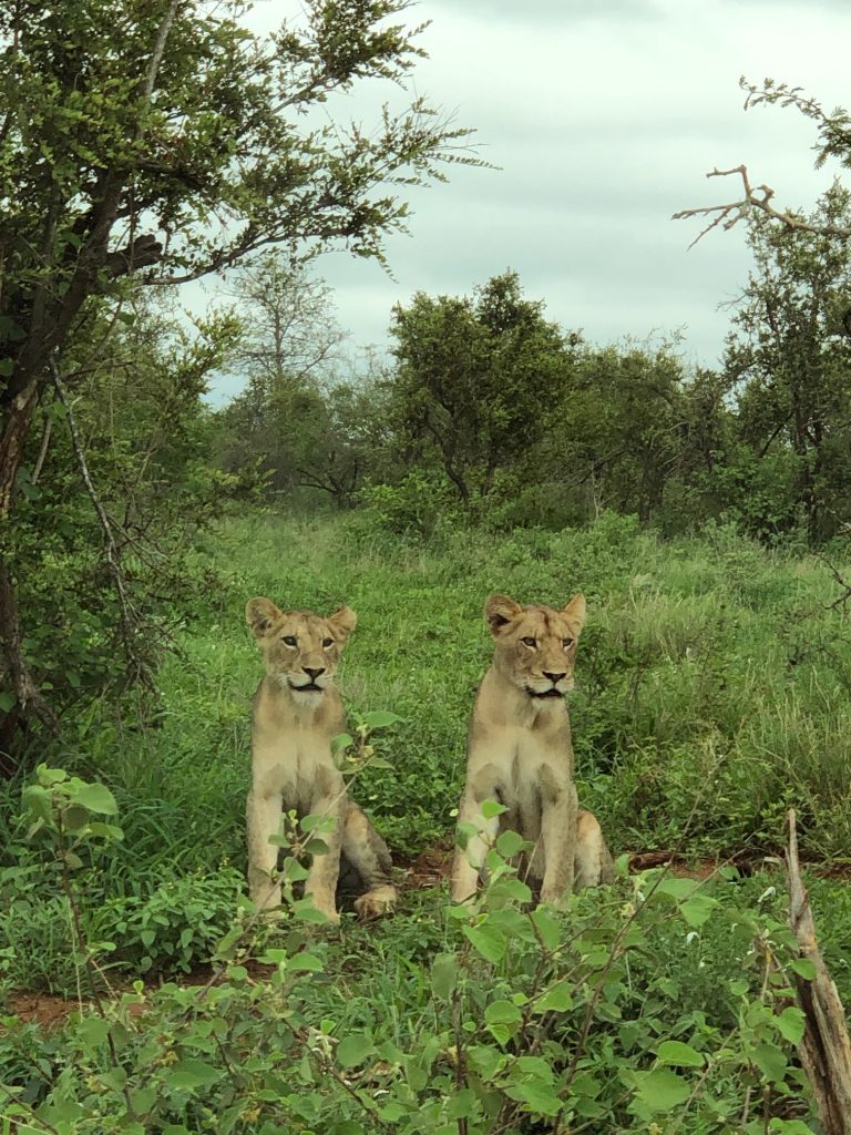 Parque Kruger Sudáfrica