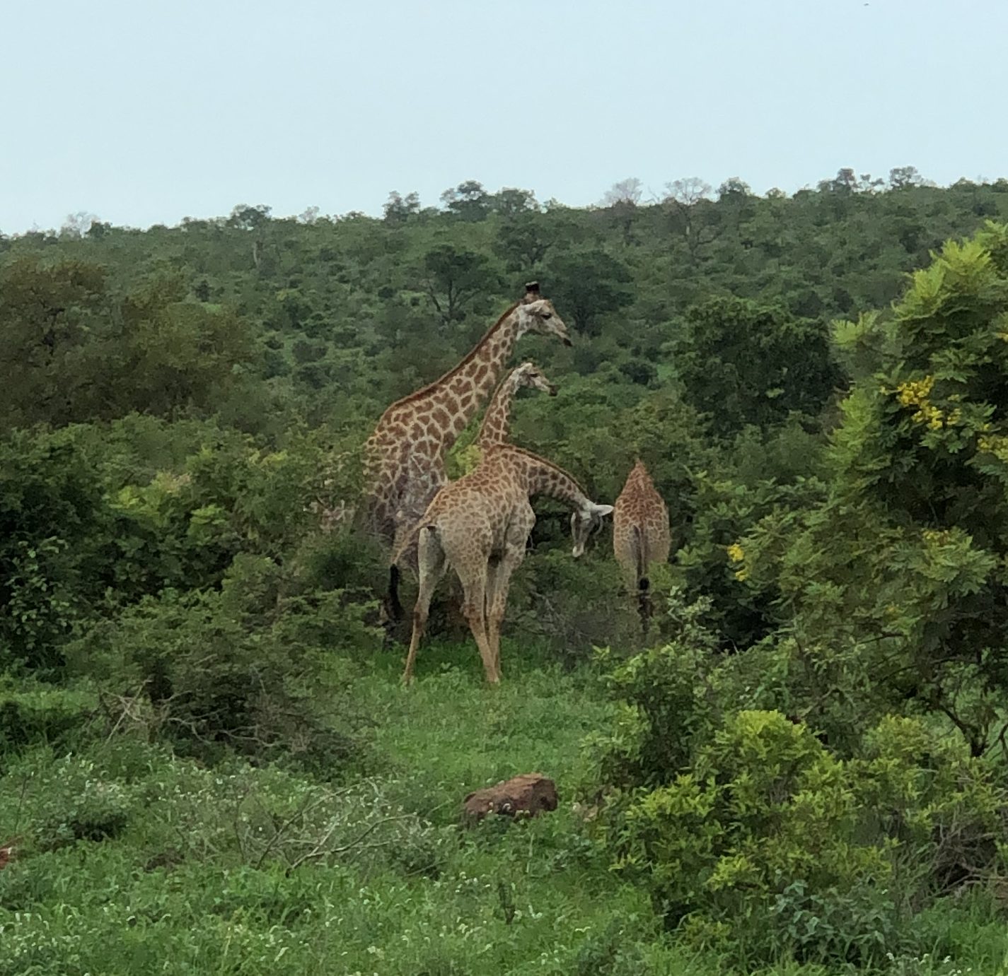 Parque Kruger