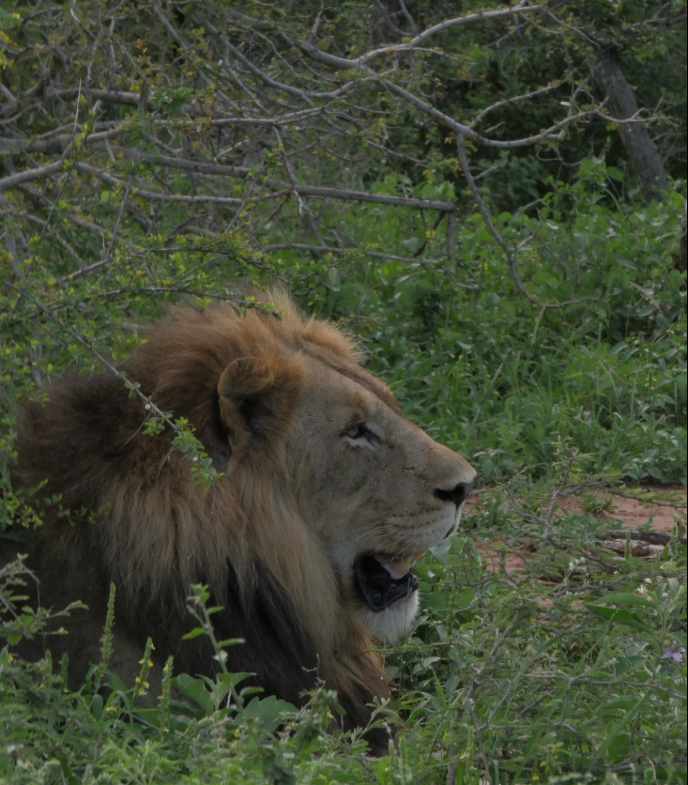 Parque Kruger