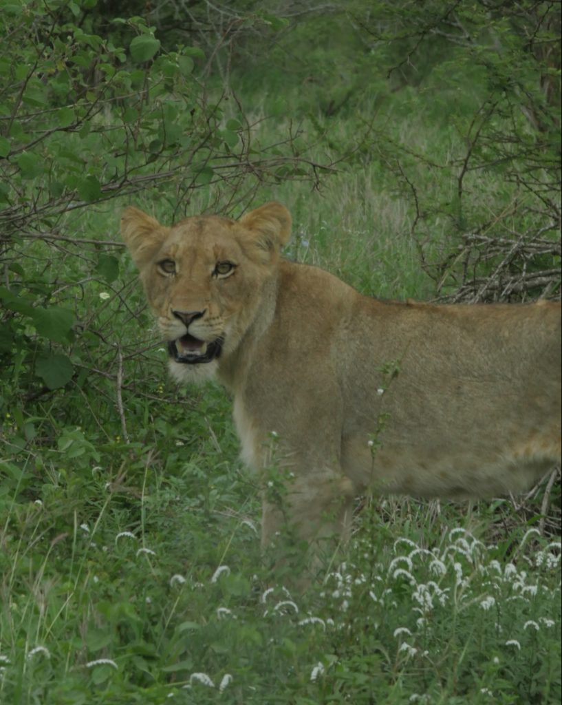 Parque Kruger